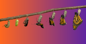 the process of a caterpillar metamorphosing into a butterfly. Symbolising change.