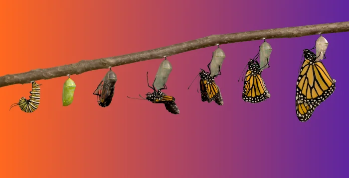 the process of a caterpillar metamorphosing into a butterfly. Symbolising change.
