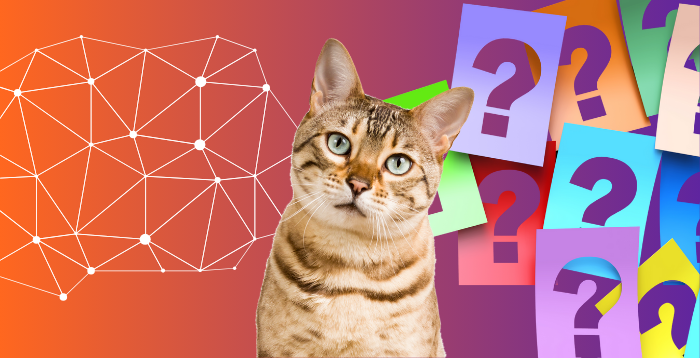a curious cat sitting in front of its networking community